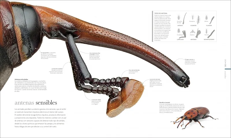 Fauna (nueva edición)