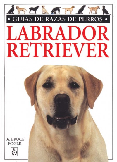 Labrador retriever.